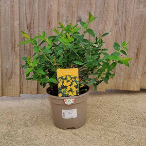 Hypericum 'Hidcote' (3-Litre Pot) image 0