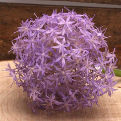 Single Lavender Allium Stem (76cm) image 0