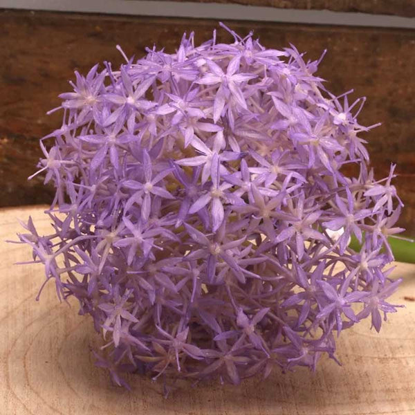 Single Lavender Allium Stem (76cm) image 0