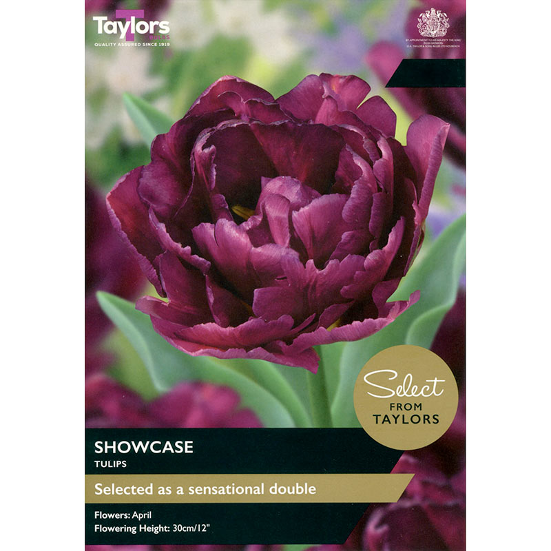 Tulip 'Showcase' (7 Bulbs) image 0