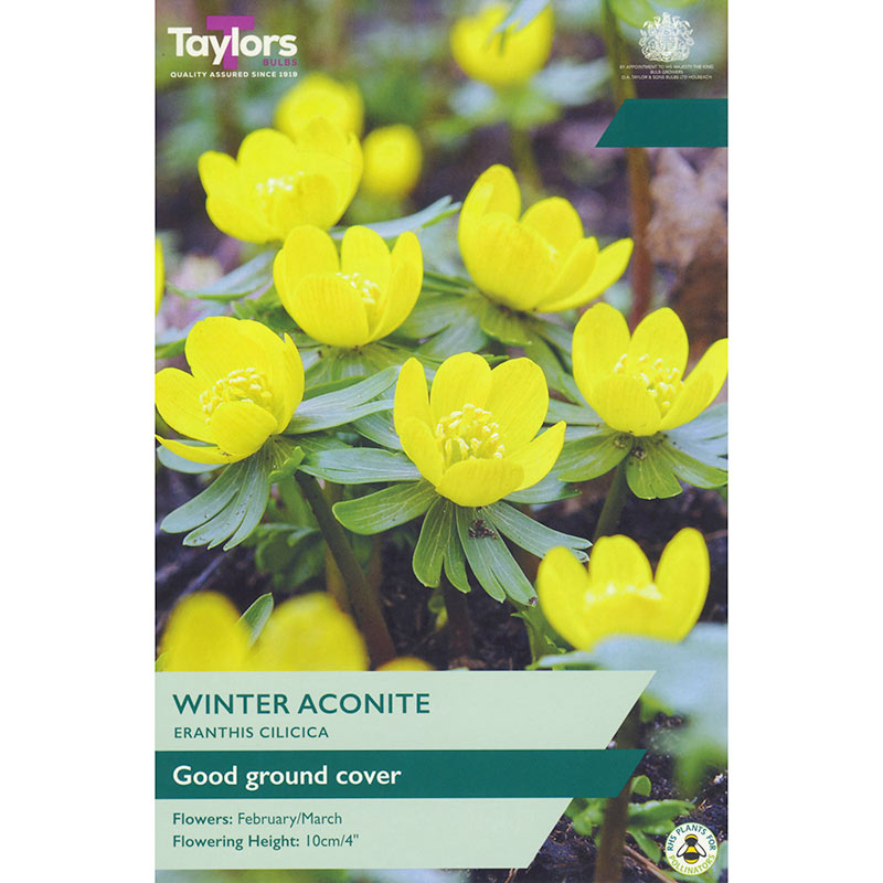 Eranthis cilicica ‘Winter Aconite’ (8 bulbs) image 0