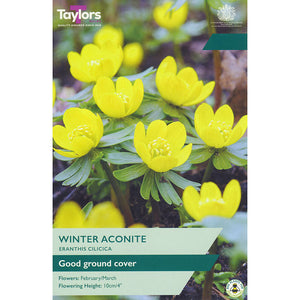 Eranthis cilicica ‘Winter Aconite’ (8 bulbs) image 0