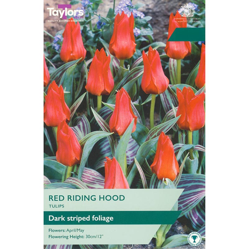 Tulip ‘Red Riding Hood’ (12 bulbs) image 0
