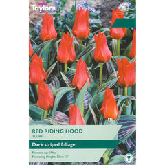 Tulip ‘Red Riding Hood’ (12 bulbs) image 0
