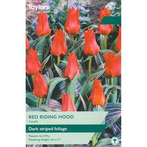 Tulip ‘Red Riding Hood’ (12 bulbs) image 0