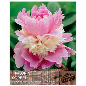 Paeonia 'Sorbet' (1 bare root) image 0
