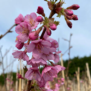 Prunus ‘Kursar’ Tree (Cherry Blossom) (12-Litre Pot) image 1