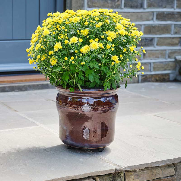 Pot-Mate Discreet Plant Pot Feet image 3