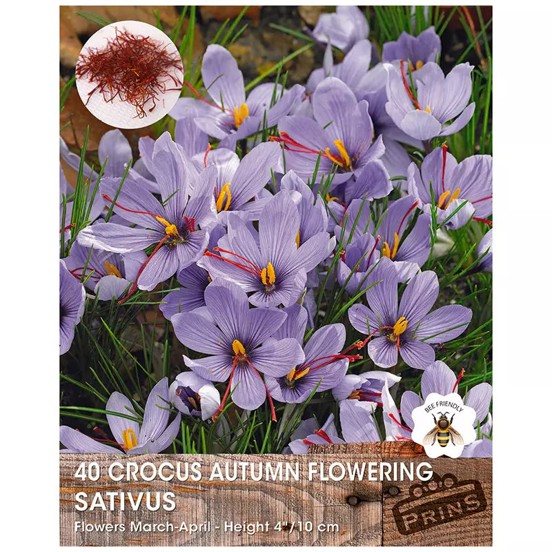 Crocus sativus (40 bulbs) image 0