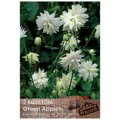 Aquilegia 'Green Apples' (2 bulbs) image 0