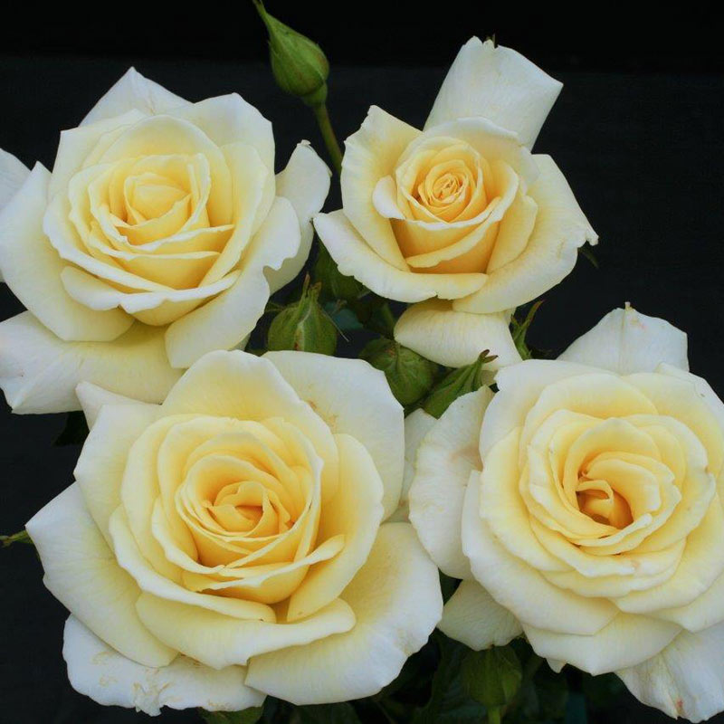 Whartons Roses ‘Diamond Days Forever’ Shrub Rose (3-Litre Pot) image 0