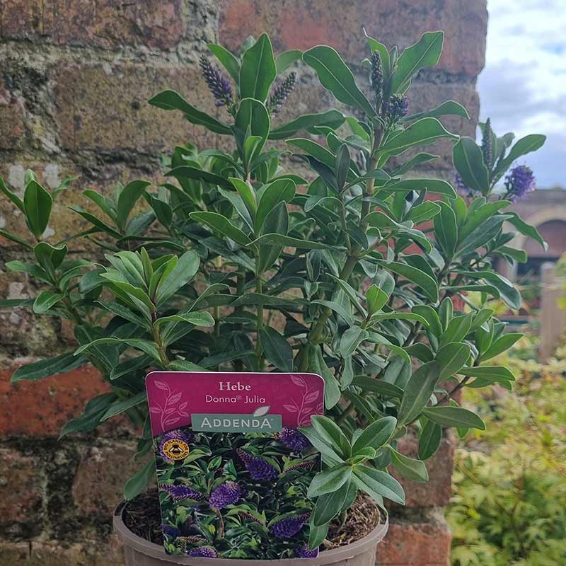 Hebe Addenda® ‘Donna Julia’ (2-Litre Pot) image 0