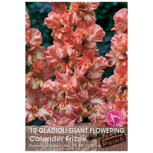 Gladioli Giant Flowering 'Calender Frizzle' - 10 bulbs image 0