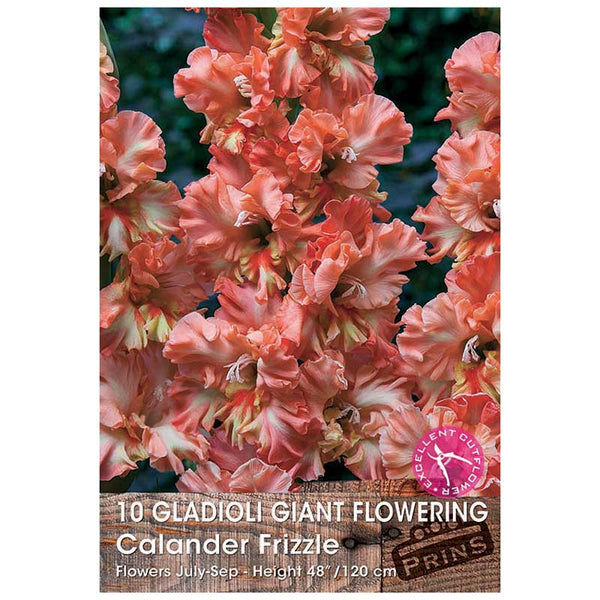 Gladioli Giant Flowering 'Calender Frizzle' - 10 bulbs image 0