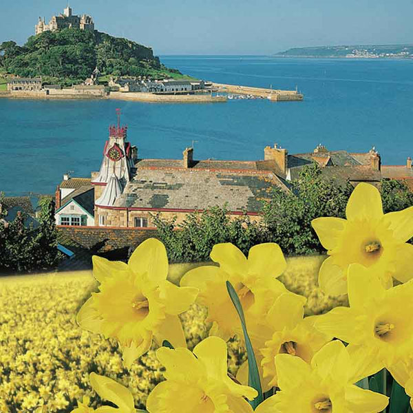 Narcissus 'Cornish Gold' Daffodil Bulbs (1.5kg Bag) image 1