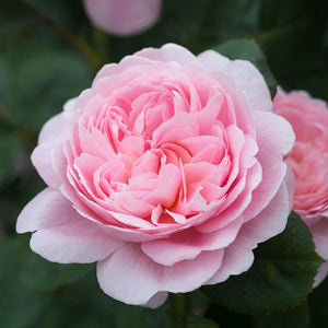 David Austin Queen Of Sweden® English Shrub Rose (6-Litre Pot) image 4