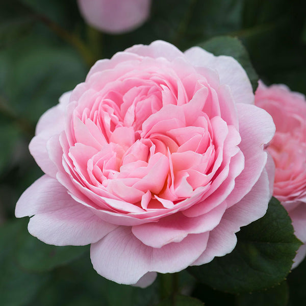 David Austin Queen Of Sweden® English Shrub Rose (6-Litre Pot) image 4