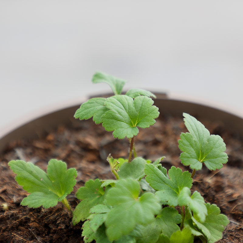 Anemone hupehensis ‘Emmy Bicolour’ (2-Litre Pot) image 0