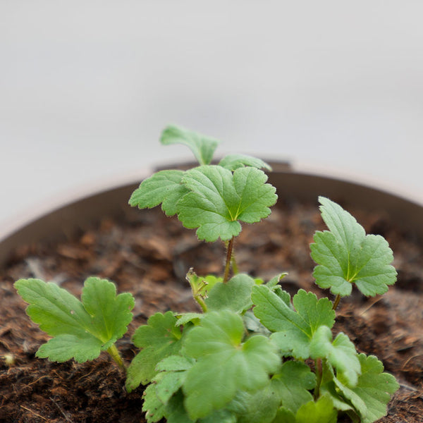 Anemone hupehensis ‘Emmy Bicolour’ (2-Litre Pot) image 1