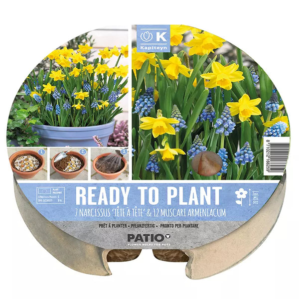 Ready to Plant Plant-O-Mat Narcissus & Muscari 24cm/9.5" (19 bulbs) image 0
