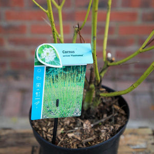 Cornus sericea 'Flaviramea' (3 litre pot) image 3