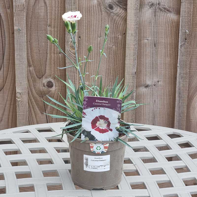 Dianthus ‘Coconut Daiquiri’ (1.5-Litre Pot) image 0