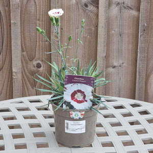 Dianthus ‘Coconut Daiquiri’ (1.5-Litre Pot) image 1