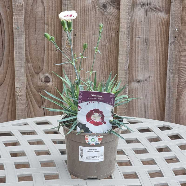 Dianthus ‘Coconut Daiquiri’ (1.5-Litre Pot) image 1