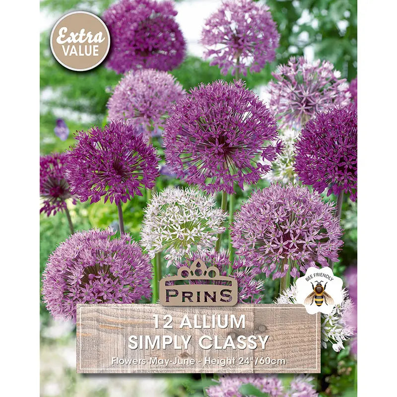 Allium 'Simply Classy' (12 bulbs) image 0