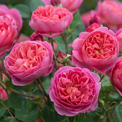 David Austin Boscobel® English Shrub Rose (6-Litre Pot) image 0