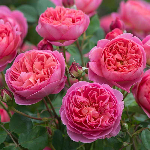 David Austin Boscobel® English Shrub Rose (6-Litre Pot) image 0