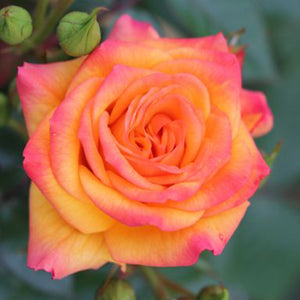 Whartons Roses ‘Redova’ Patio Climbing Rose (4-Litre Pot) image 0
