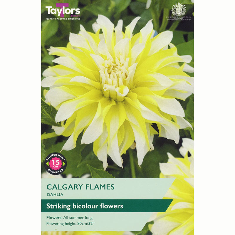 Dahlia ‘Calgary Flames’ with Yellow & White Flowers (1 Tuber) image 0