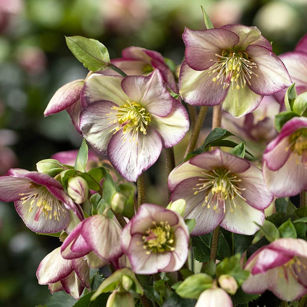 Helleborus ‘HGC Ice Breaker Bonny’ Snow Rose (2-Litre Pot) image 0