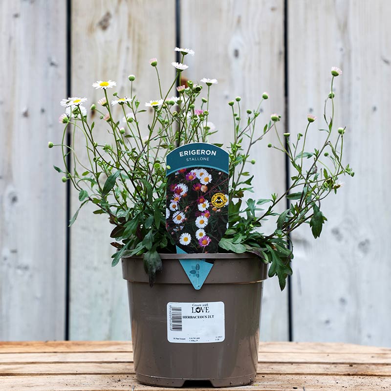 Erigeron karvinskianus ‘Stallone’ (2-Litre Pot) image 0