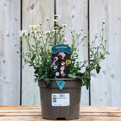 Erigeron karvinskianus ‘Stallone’ (2-Litre Pot) image 0
