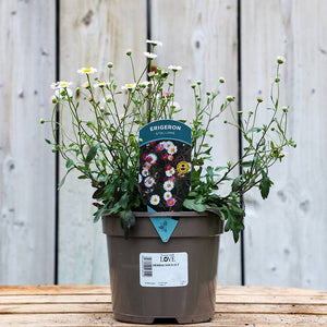 Erigeron karvinskianus ‘Stallone’ (2-Litre Pot) image 0
