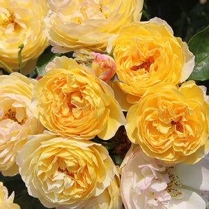 Whartons Roses ‘Belle de Jour’ Shrub Rose (3-Litre Pot) image 0