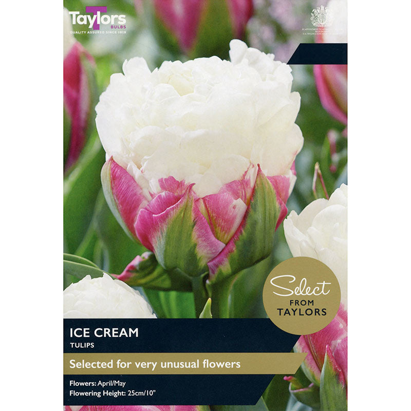 Tulip 'Ice Cream' (5 bulbs) image 0