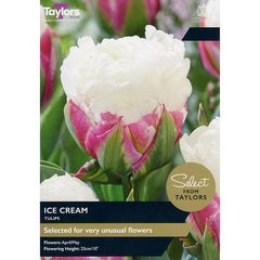 Tulip 'Ice Cream' (5 bulbs) image 0