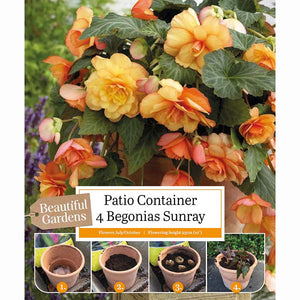 Begonia ‘Sunray’ with Yellow and Orange Flowers (4 Tubers) image 0