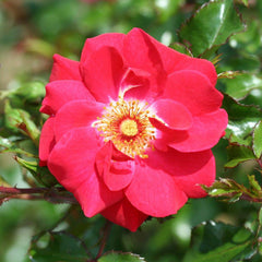 Whartons Roses ‘Olympic Flame’ Climbing Rose (4-Litre Pot) image 0