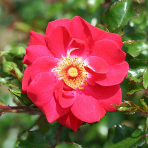 Whartons Roses ‘Olympic Flame’ Climbing Rose (4-Litre Pot) image 0