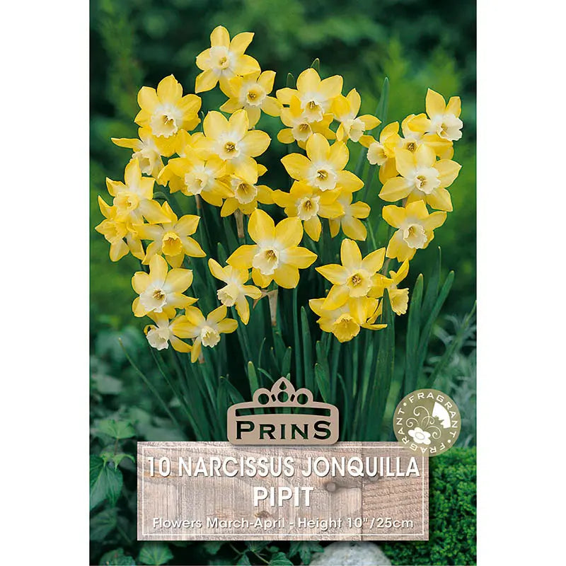 Narcissus 'Pipit' (10 bulbs) image 0