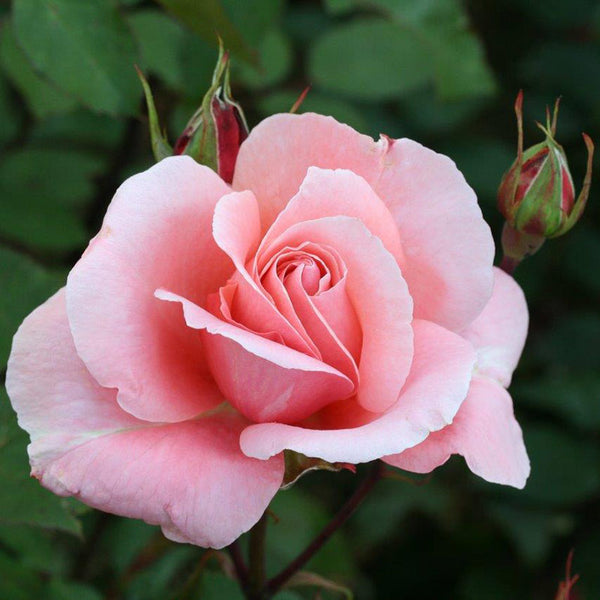 Whartons Roses ‘Dancing Queen’ Climbing Rose (4-Litre Pot) image 0