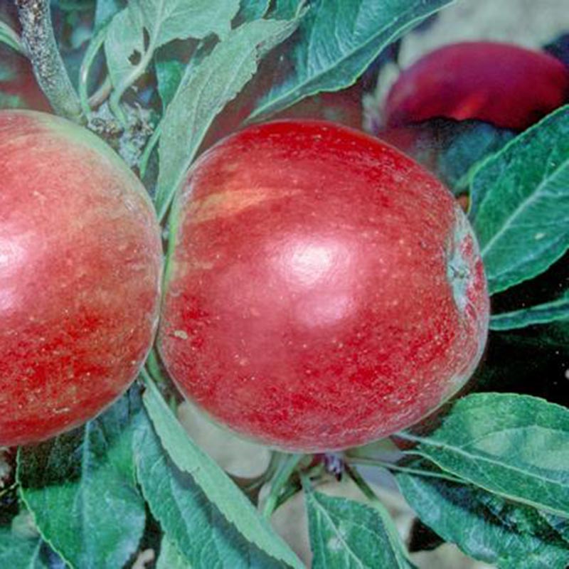 'Katy' Apple Tree (12-Litre Pot) image 0