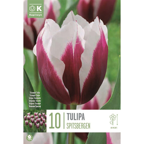 Tulip Triumph ‘Spitsbergen’ (10 Bulbs) image 0