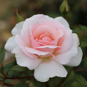 Whartons Roses ‘A Whiter Shade of Pale’ Hybrid Tea Rose (3-Litre Pot) image 0
