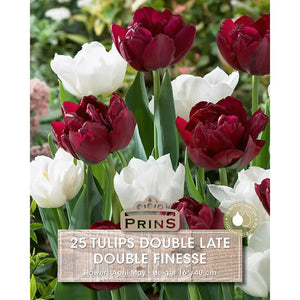 Tulip 'Double Finesse' (25 bulbs) image 0