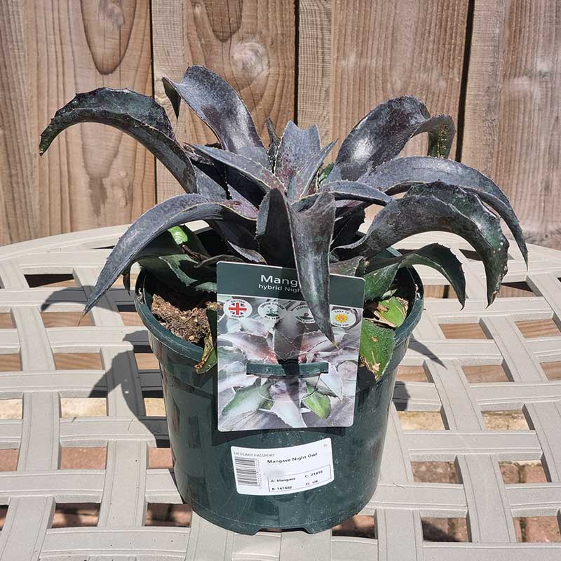 Mangave ‘Night Owl’ (3-Litre Pot) image 0